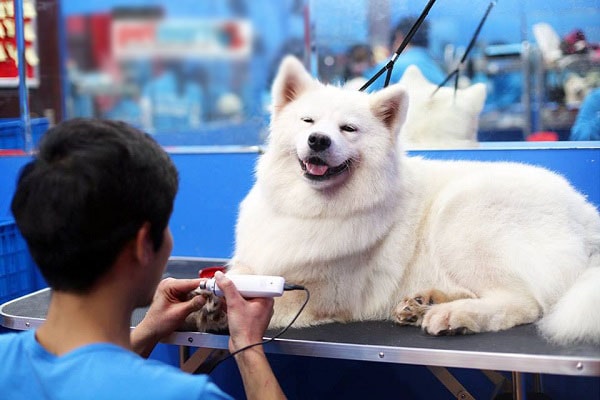 Thuế hộ kinh doanh chăm sóc thú cưng 2025 Thuế hộ kinh doanh chăm sóc thú cưng 2025